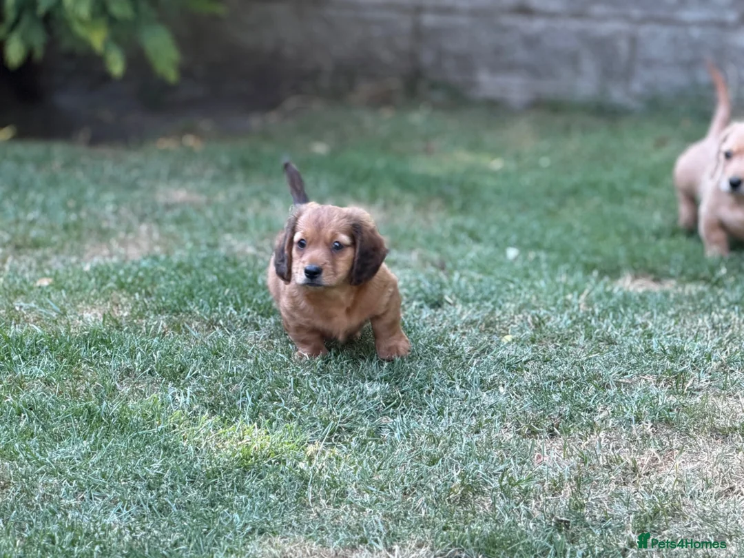Mixed Breed dogs for sale: Two beautiful dachshund x schweenie  in Chester - Advert 20