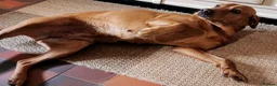 Labrador Retriever dogs for sale: KC FTCH WORKING FOX RED LABRADOR’S - Advert 11
