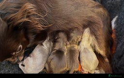 Chihuahua dogs for sale: BEAUTIFUL LONGCOAT BOYS - Image 11