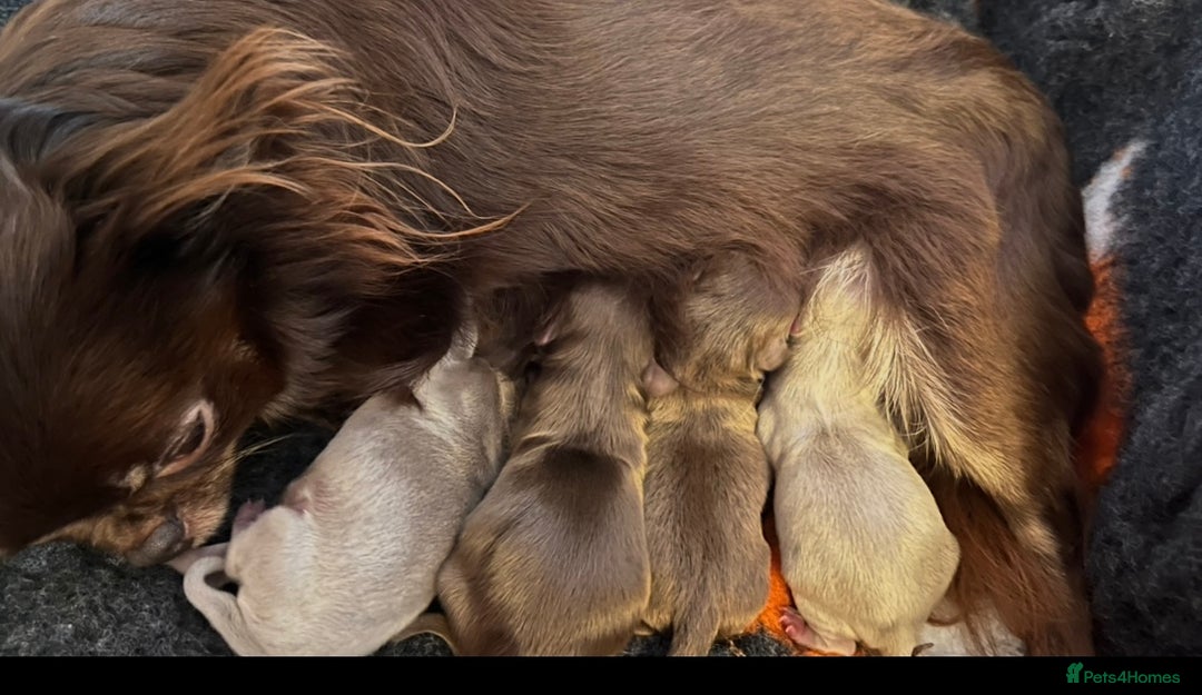 Chihuahua dogs for sale: BEAUTIFUL LONGCOAT BOYS - Image 11