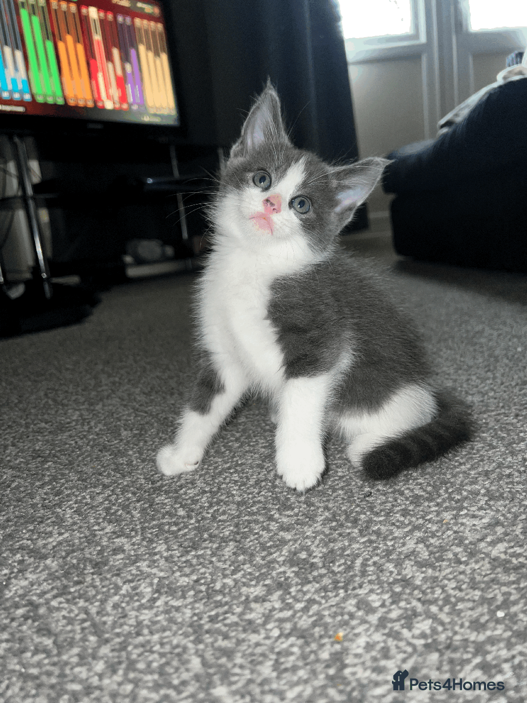 Domestic Shorthair cats for sale: Loving Home-Raised Kittens for Sale - Read Discrip - Image 11