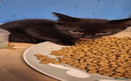 Mixed Breed cats for sale: 🐾 5 Gorgeous Kittens Ready for New Homes 🐾 - Image 16