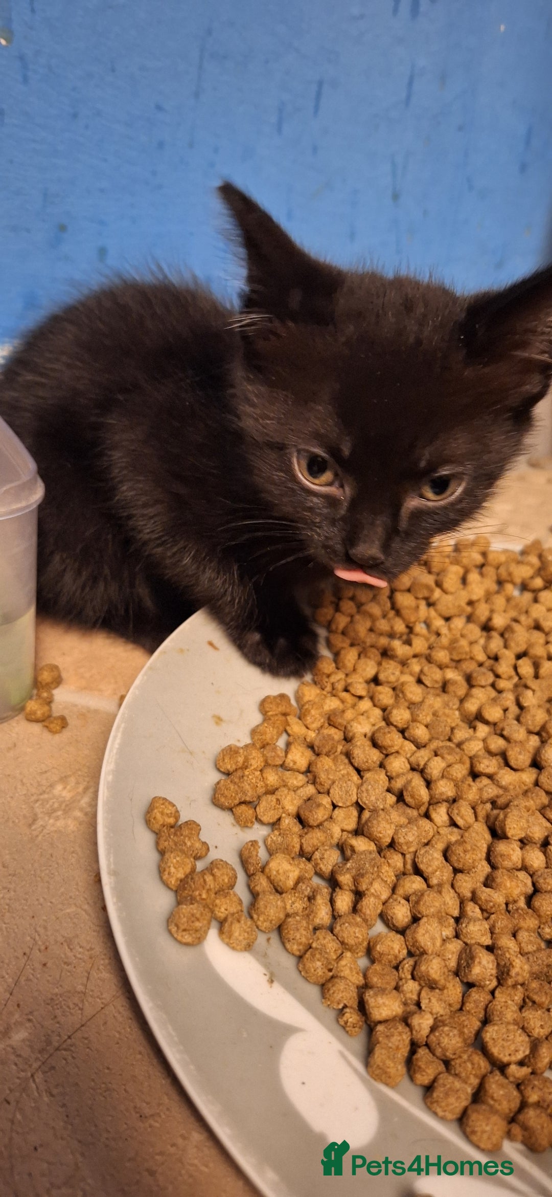 Mixed Breed cats for sale: 🐾 5 Gorgeous Kittens Ready for New Homes 🐾 - Image 16