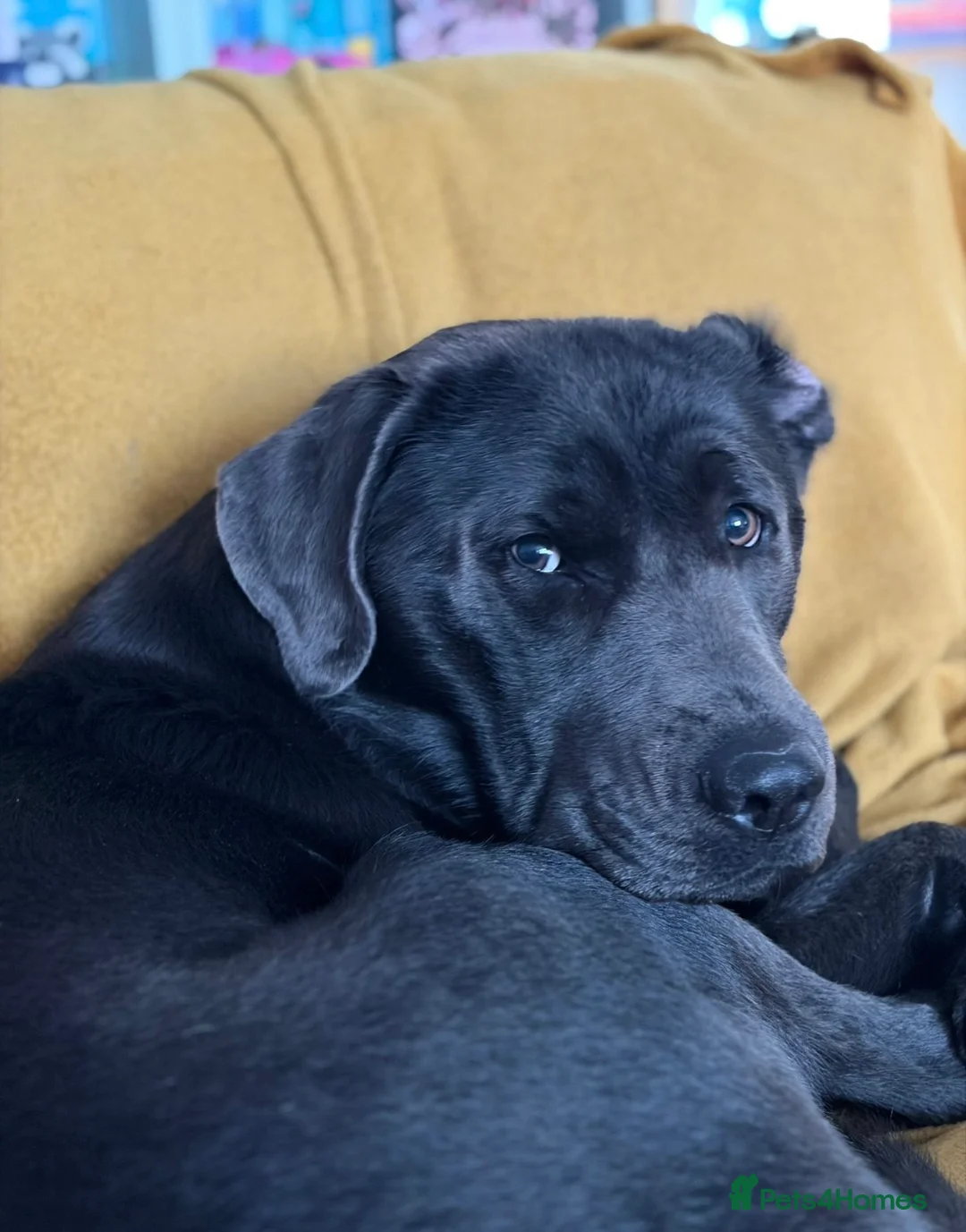 Labrador Retriever dogs for sale: Sully the chocolate lab - 18 months old  - Advert 5