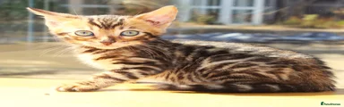 Bengal 1