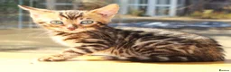 Bengal cats for sale: 3 TICA BENGAL BOYS – BROWN ROSETTED MALES – £850 - Advert 16
