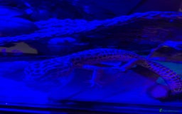 Leopard Gecko reptiles for sale: Diego - Advert 6