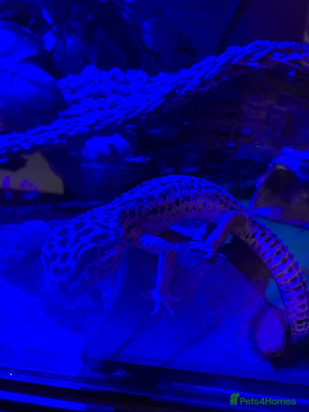 Leopard Gecko reptiles for sale: Diego - Advert 6