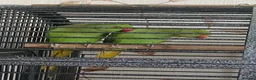 Parakeets birds for sale: 2 Parakeets in Cradley Heath - Advert 2