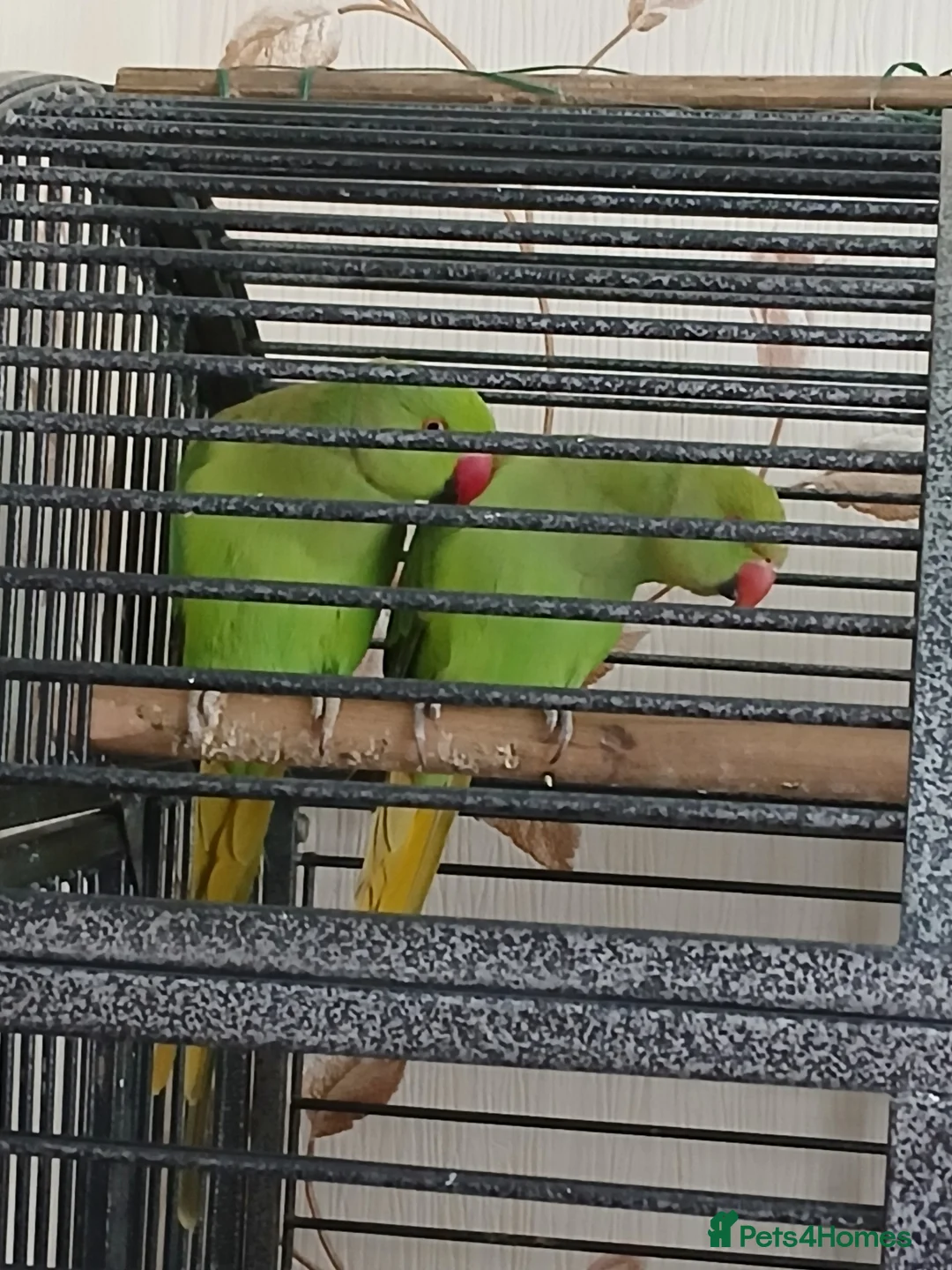 Parakeets birds for sale: 2 Parakeets in Cradley Heath - Advert 2