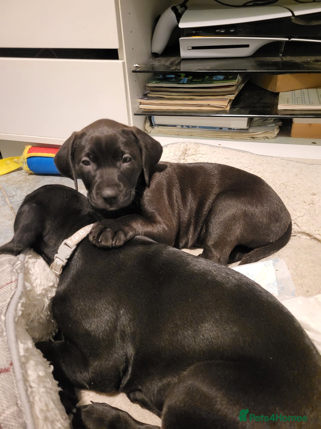 Mixed Breed dogs for sale: Alaunt type dogs - Advert 29