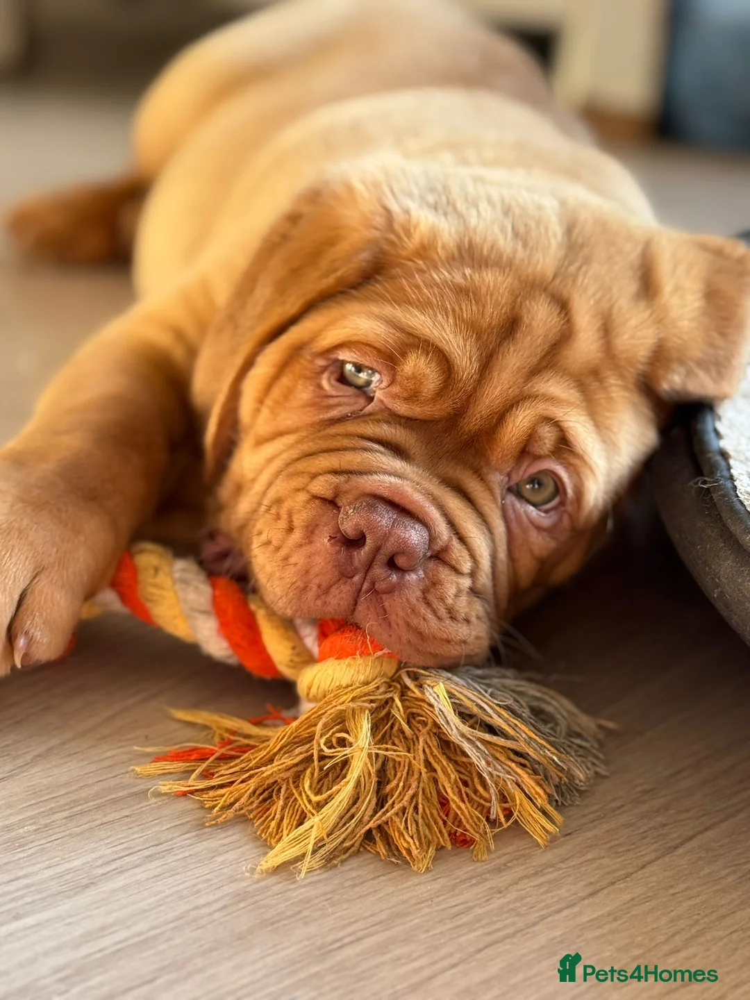 Dogue De Bordeaux dogs for sale: Beautiful Dogue De Bordeaux - Advert 2