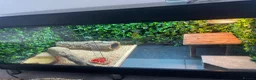 Bearded Dragon reptiles for sale: Bearded Dragon in Corby - Advert 8