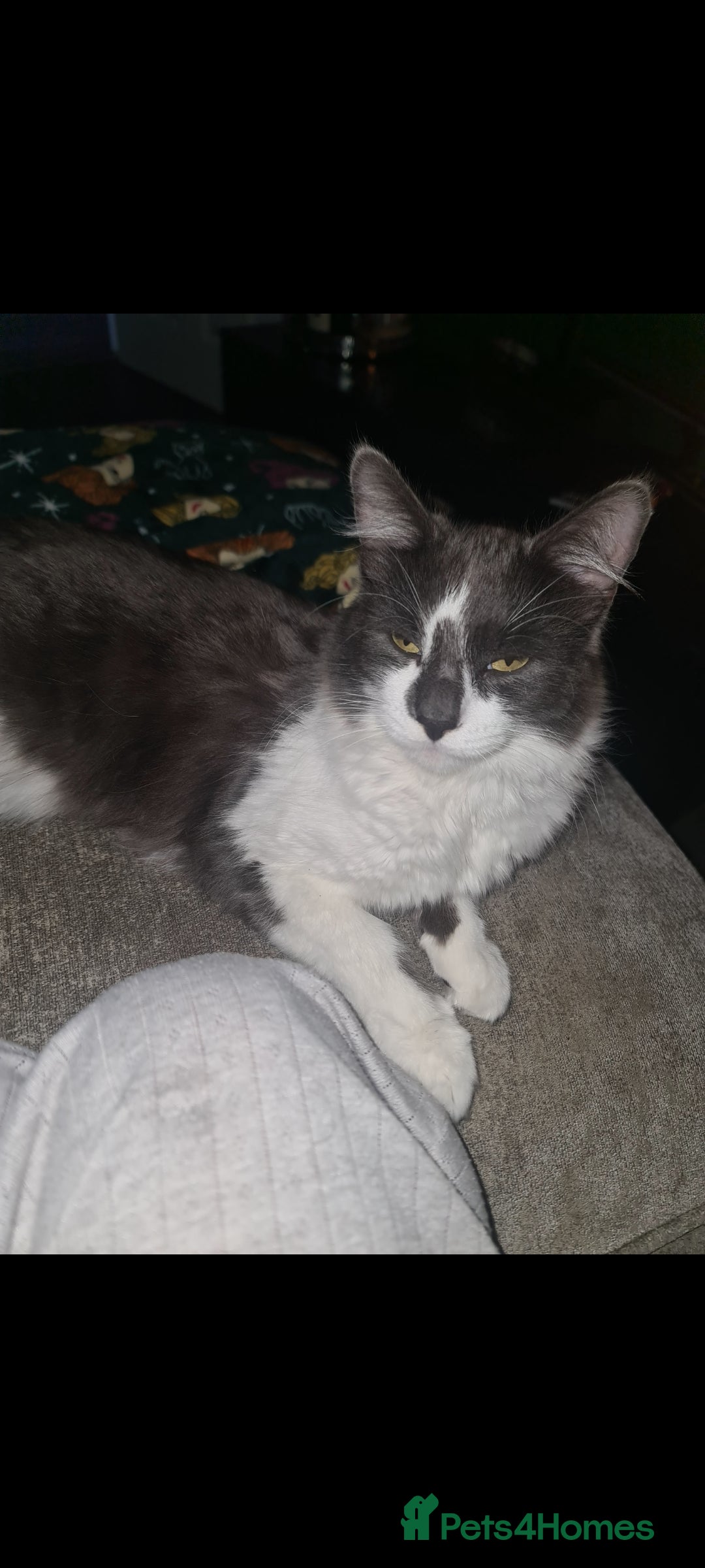 Mixed Breed cats for sale: Beautiful brothers  - Advert 10