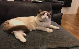 Ragdoll cats for sale: Fully Traceable Traditional Ragdoll Kittens - Advert 2