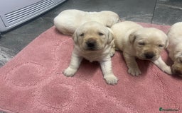 Labrador Retriever dogs for sale: Stunning Labrador puppys - Image 5