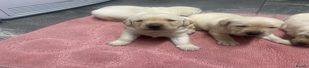 Labrador Retriever Puppy 1
