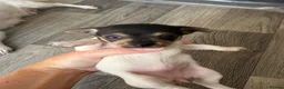Chihuahua dogs for sale: 4 weeks  - Advert 7