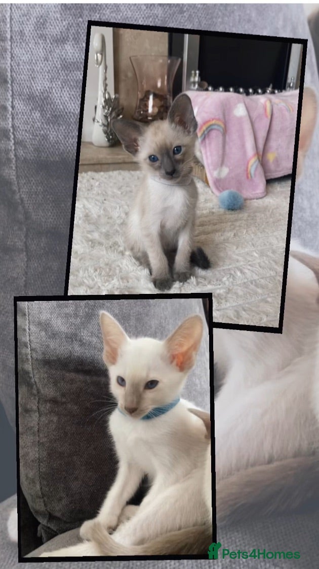 Siamese cats 2 boys left Full Siamese lilac/blue point's  - Advert 2
