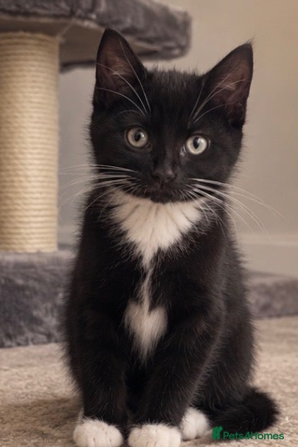 Mixed Breed cats for sale: Kittens  - Advert 21