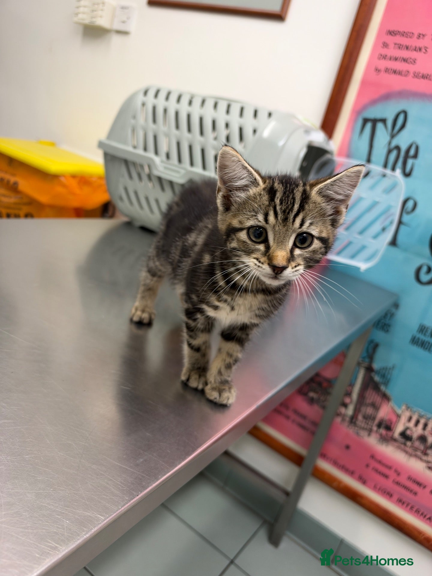 Mixed Breed cats female tabby kittenand black and white male kitten - Advert 8