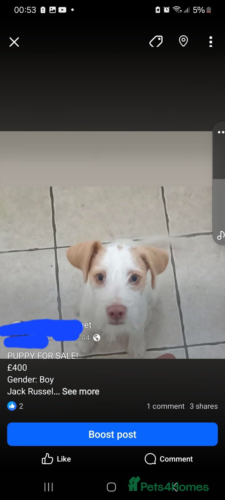 Jack Russell dogs My name snowie  - Advert 2