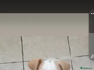 Jack Russell dogs My name snowie - Advert 5