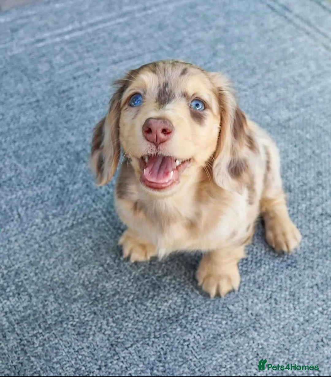 Miniature Dachshund dogs for sale: Beautiful 1-Year-Old Dachshund Looking for a Home in London - Advert 2