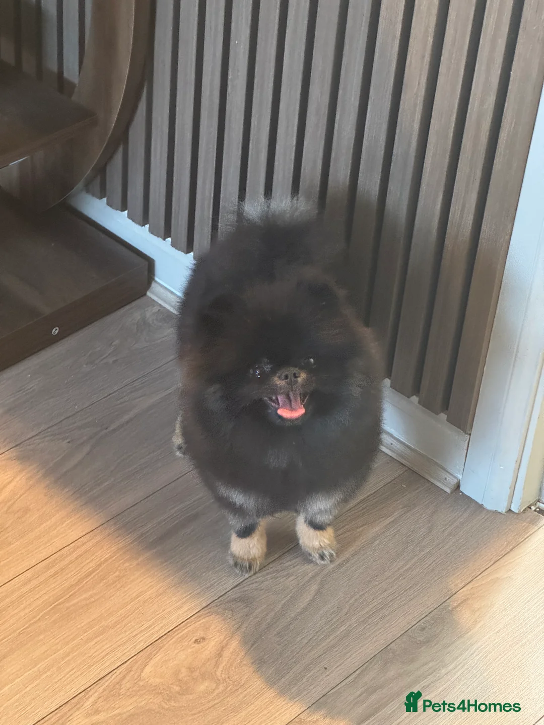 Pomeranian dogs for sale: Black and Tan kc reg female, ( very small )  - Advert 4
