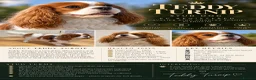 Cavalier King Charles Spaniel dogs for stud: Available for Stud - Advert 6