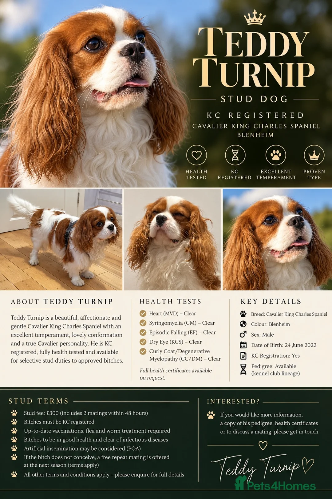 Cavalier King Charles Spaniel dogs for stud: Available for Stud - Advert 6