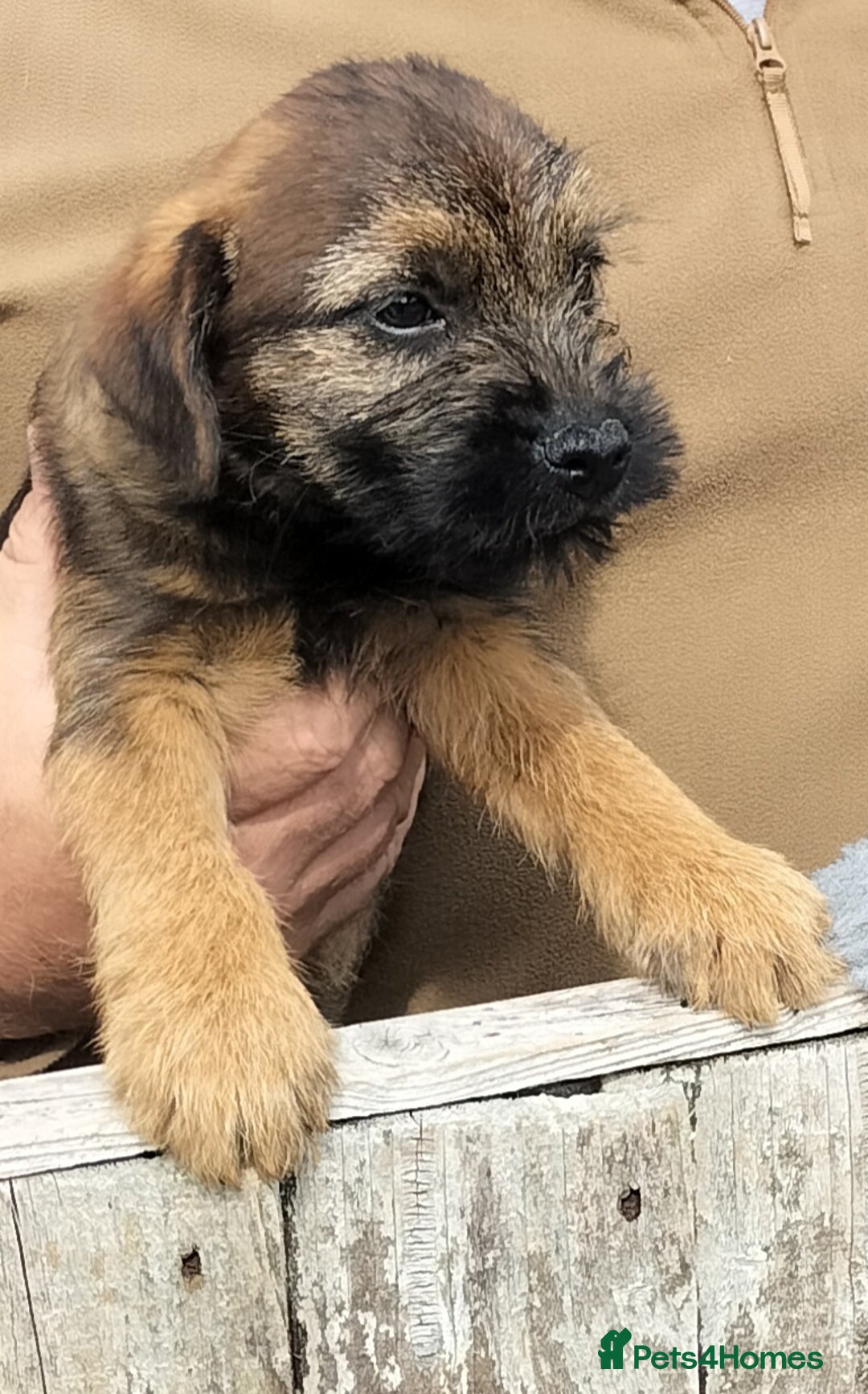 Border Terrier dogs for sale: BOY/DOG Grizzle & Tan Border terrier puppies.  - Image 8