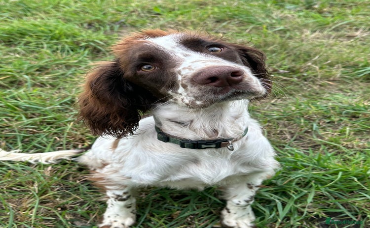 English Springer Spaniel dogs - Advert 2