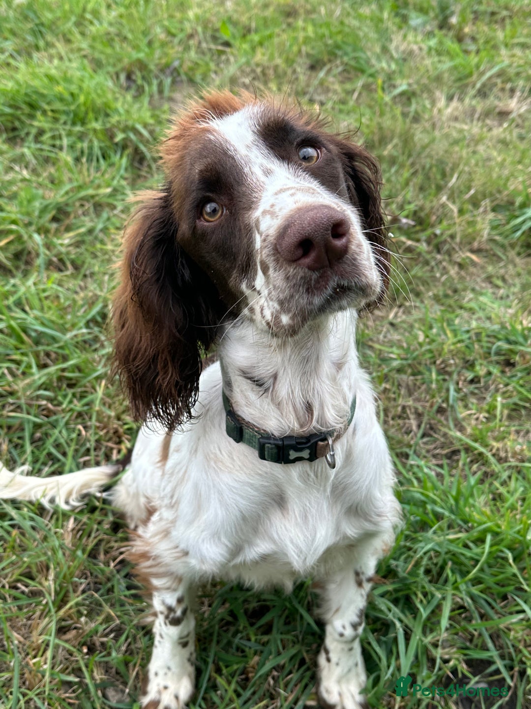 English Springer Spaniel dogs for sale: English Springer Spaniel - Image 1