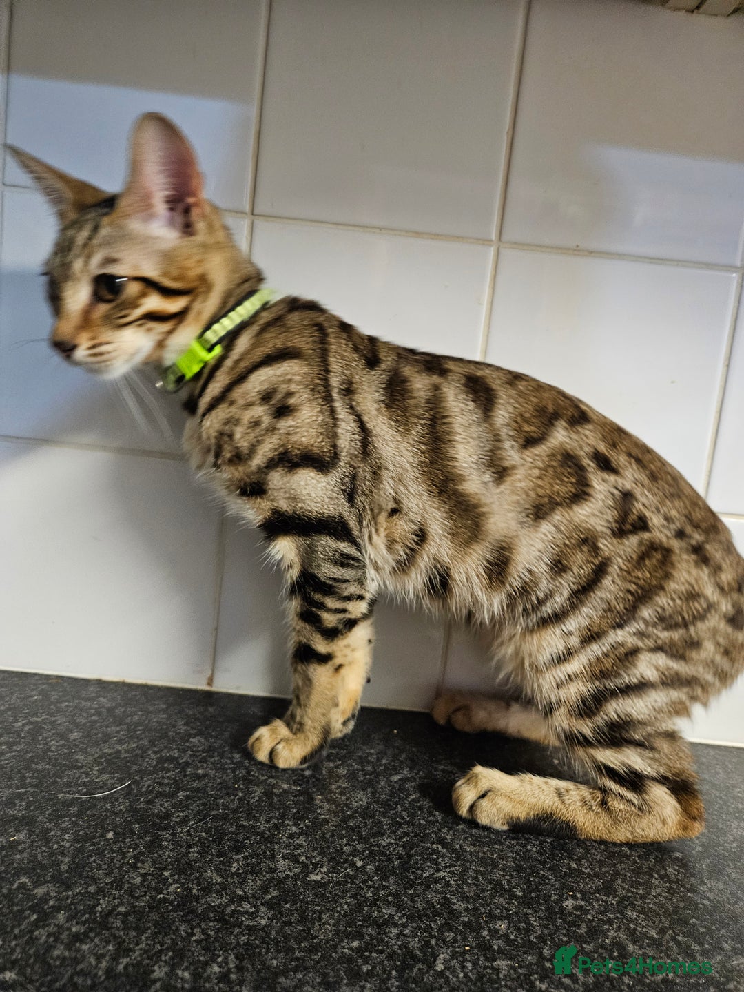 Bengal cats for sale: Silver/ mink bengals kittens  - Advert 12