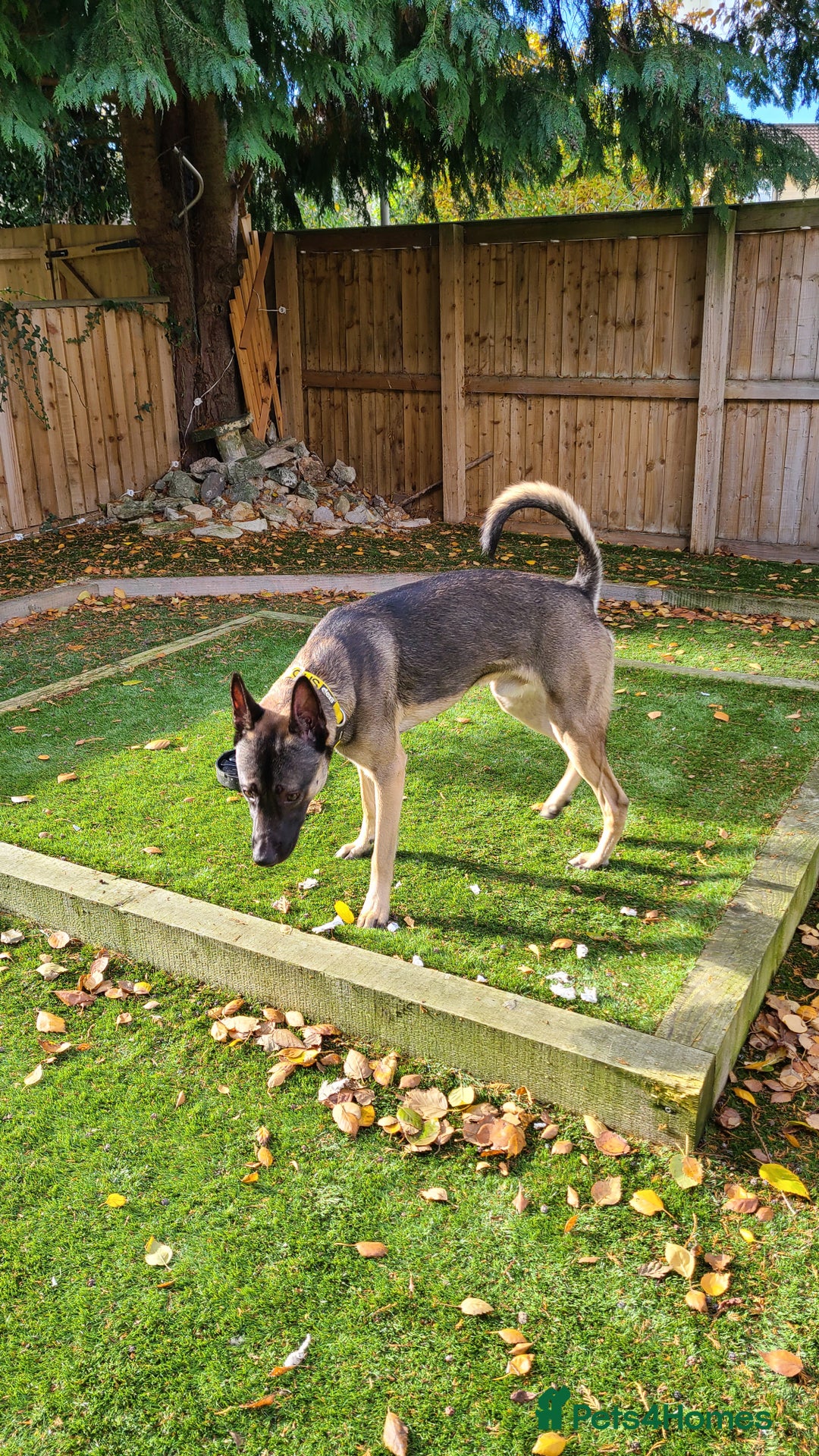 Belgian Shepherd Dog dogs for sale: 8 month old Belgian Malinois  - Image 3