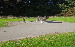 Akita dogs for stud: American Akita for Stud - Image 1