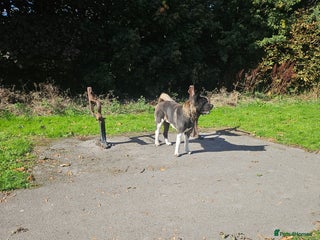 Akita dogs - Advert 1