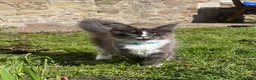 Maine Coon cats for sale: Stunning Maine Coon kittens - Advert 19