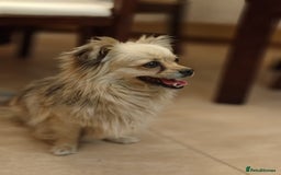 Pekingese dogs for adoption: 💖🐶 ROSA 🐶💖 - Image 8