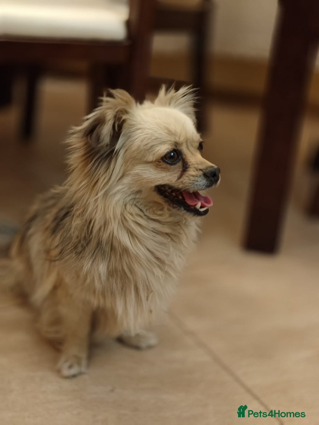 Pekingese dogs for adoption: 💖🐶 ROSA 🐶💖 - Image 8