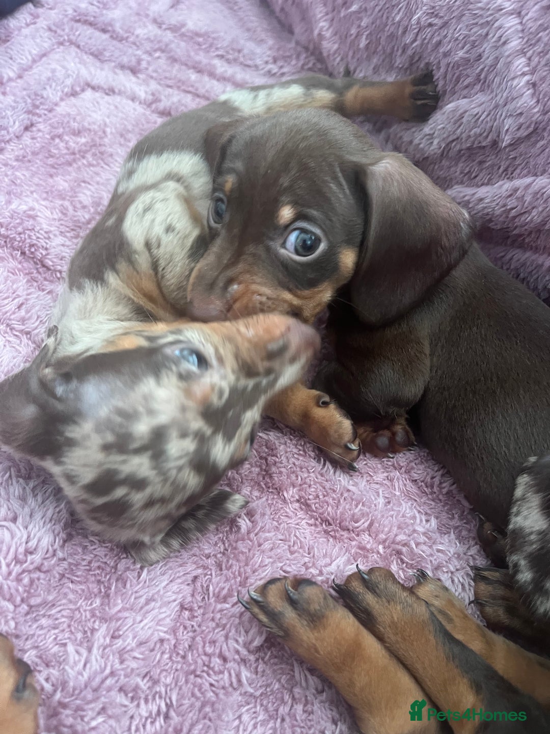 Dachshund dogs for sale: Beautiful miniature dachshunds  - Image 28