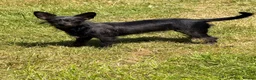 Chipoo dogs for sale: Chi-poo female - Advert 10