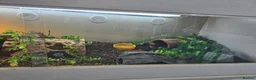 Leopard Gecko reptiles for sale: Leopard Gecko with 4ftx2ft Vivarium in Chatham - Advert 8