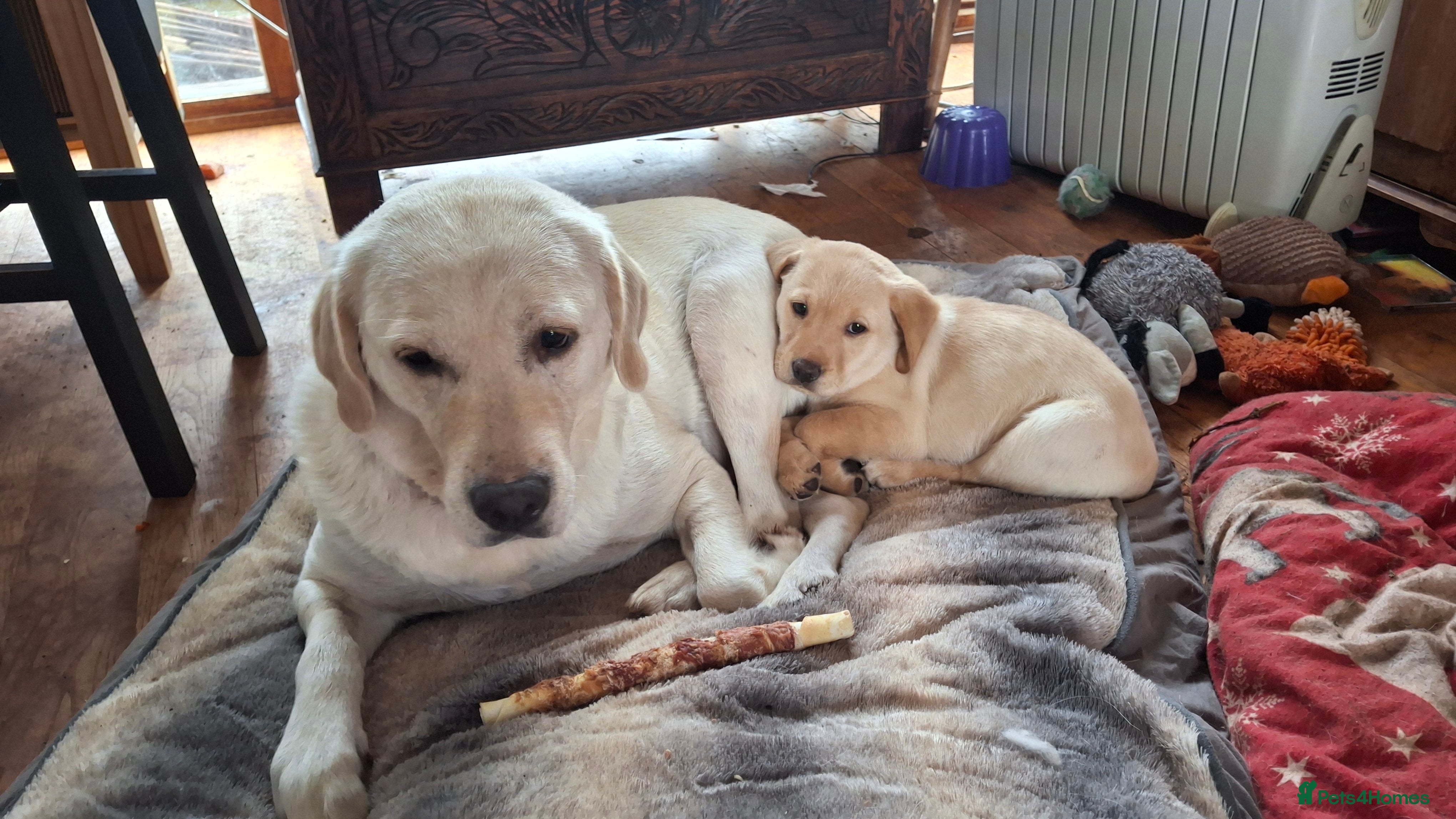 Labrador Retriever dogs Labrador puppies ready to leave. - Advert 2