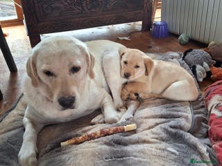 Labrador Retriever dogs Labrador puppies ready to leave. - Advert 2