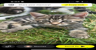 Siberian cats - Advert 15