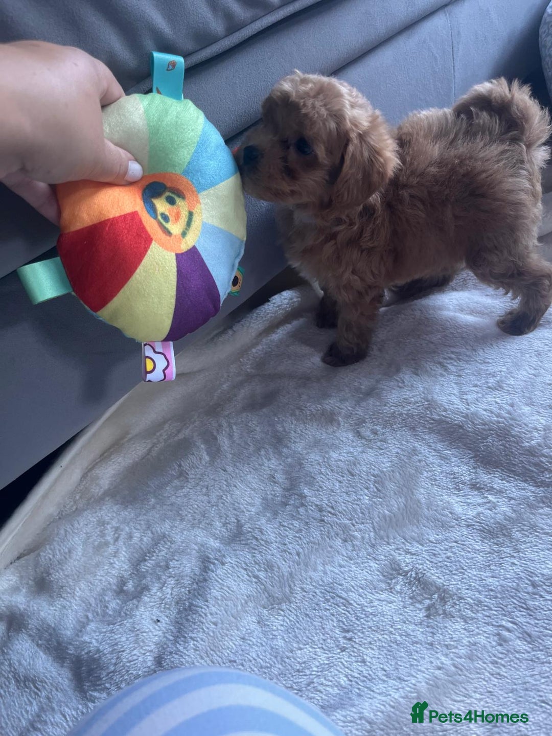 Maltipoo dogs for sale: 💫Tiny Red Boys Available Now💫 - Image 20