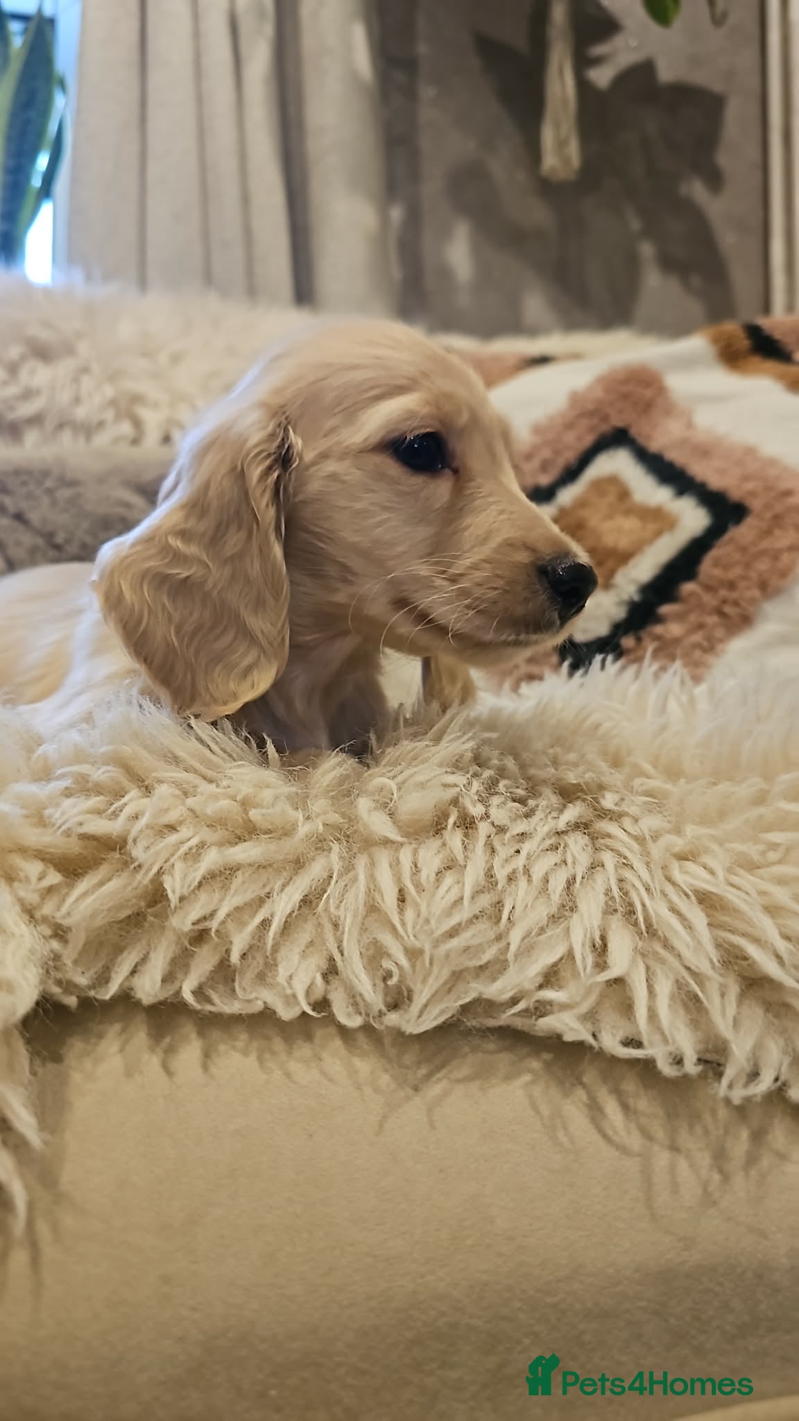 Miniature Dachshund dogs Pure cream longhaired miniature dachshund  - Advert 7