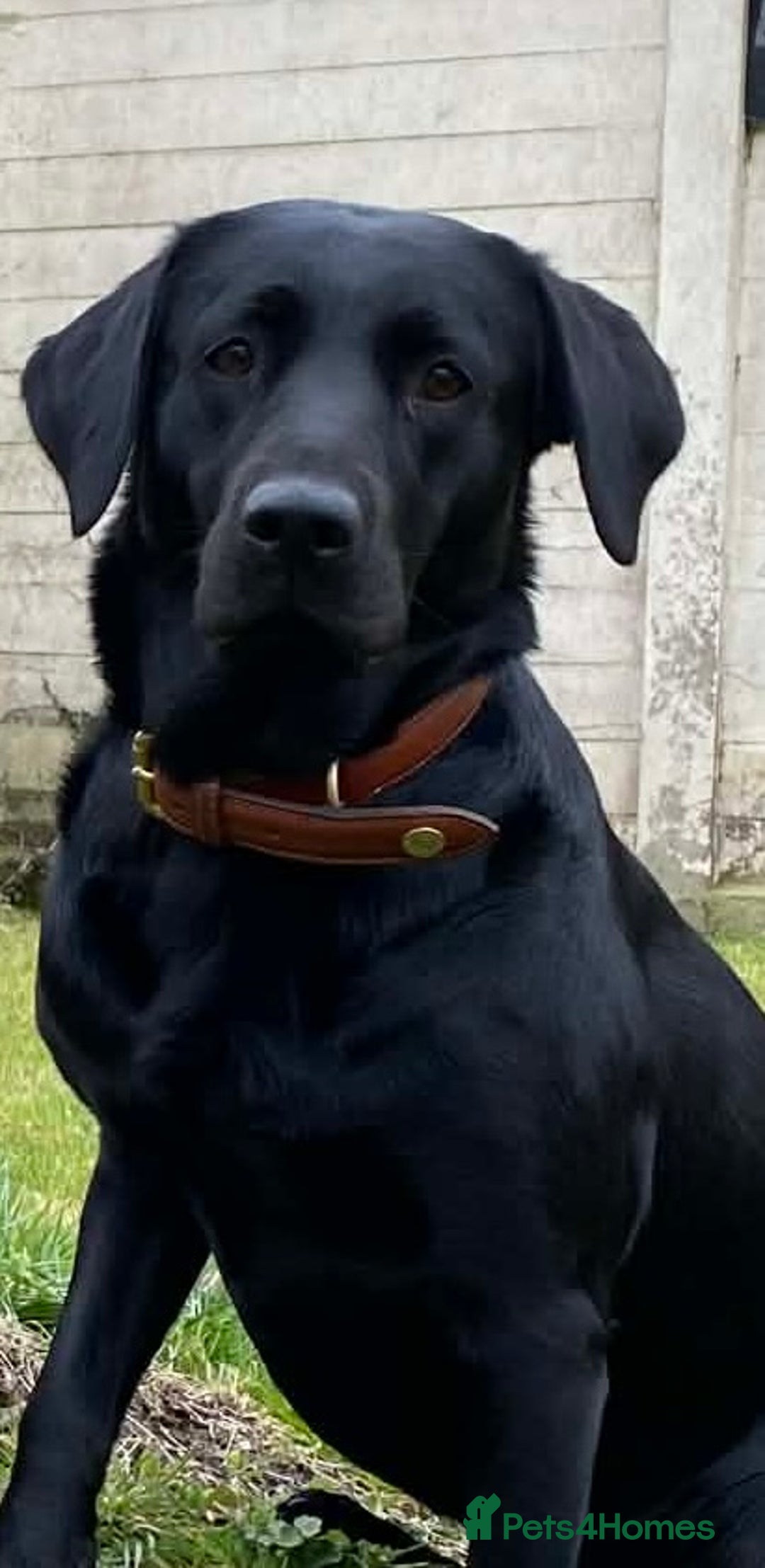 Labrador Retriever dogs for sale: Working Labrador puppies - Advert 1